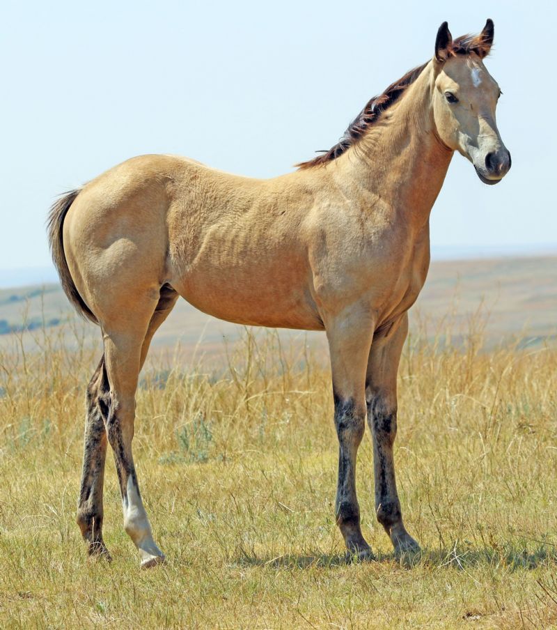 028 - Frost Miss Beth filly